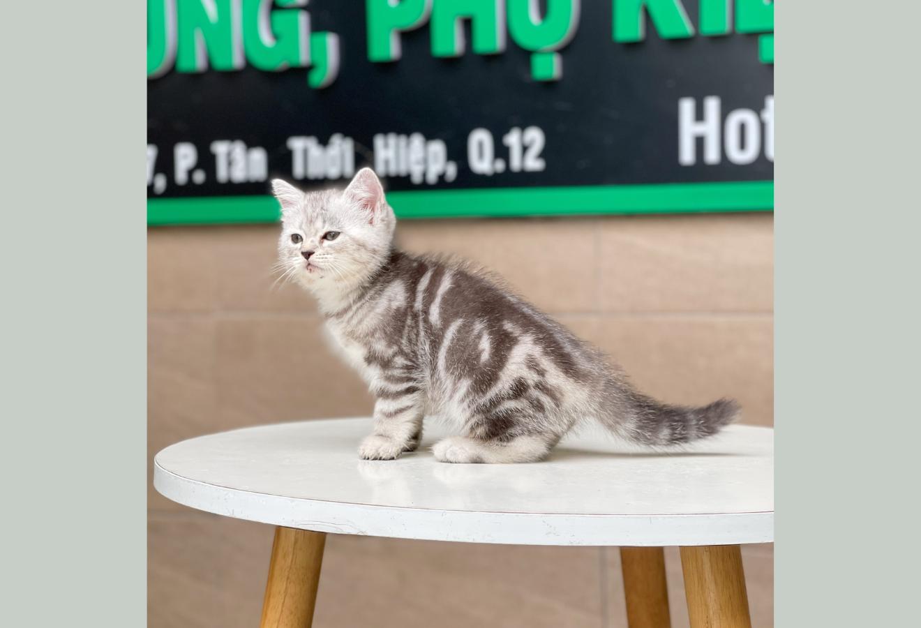Anh Lông Ngắn - Màu Tabby Silver (MS 04)