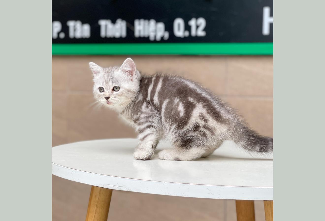 Anh Lông Ngắn - Màu Tabby Silver (MS 04)