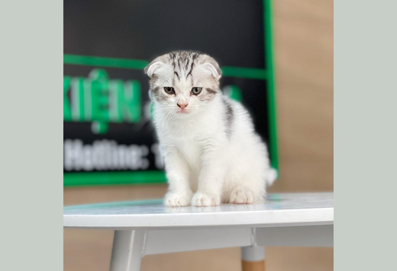 Mèo Tai Cụp - Màu Tabby Halerquin (MS 01)