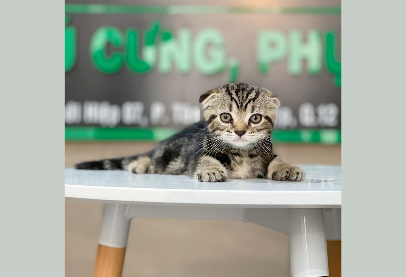 Mèo Tai Cụp - Màu Tabby Brown (MS 01)