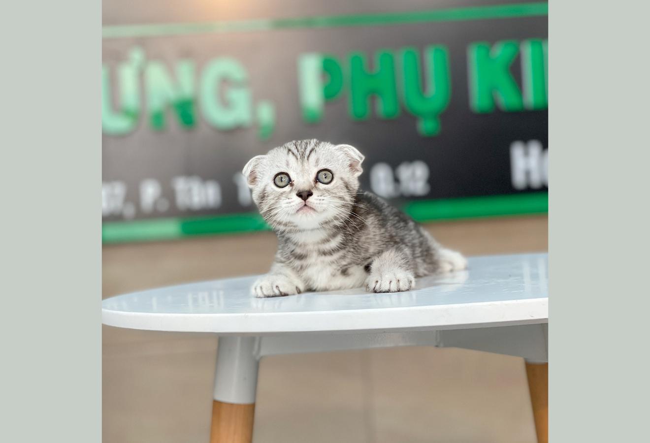Mèo Tai Cụp - Màu Tabby Silver (MS 01)
