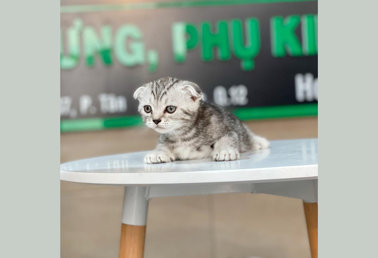 Mèo Tai Cụp - Màu Tabby Silver (MS 01)