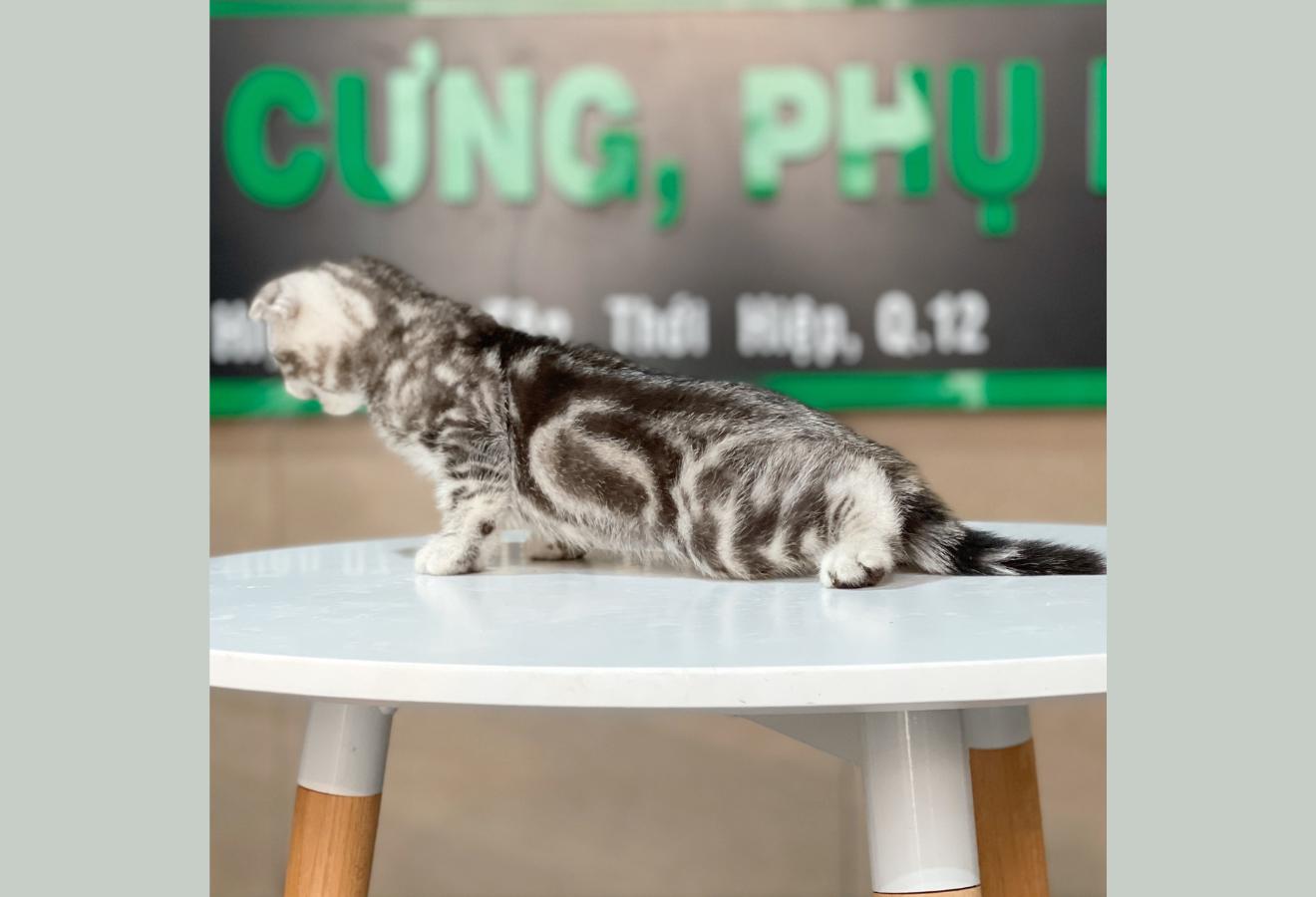 Mèo Tai Cụp - Màu Tabby Silver (MS 01)
