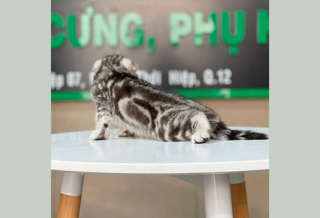 Mèo Tai Cụp - Màu Tabby Silver (MS 01)