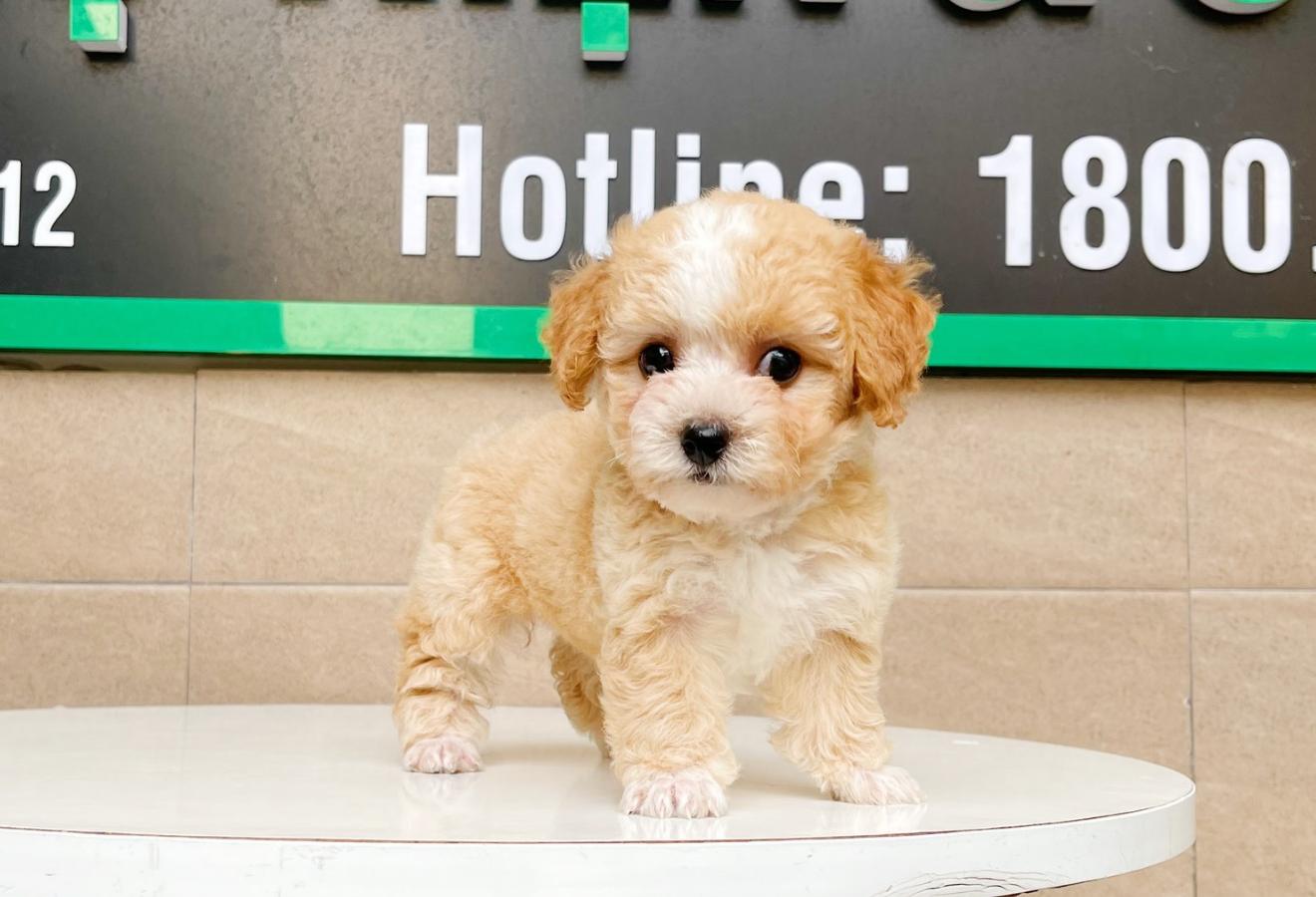 Poodle Tiny - Màu Bò Mơ (MS 01)