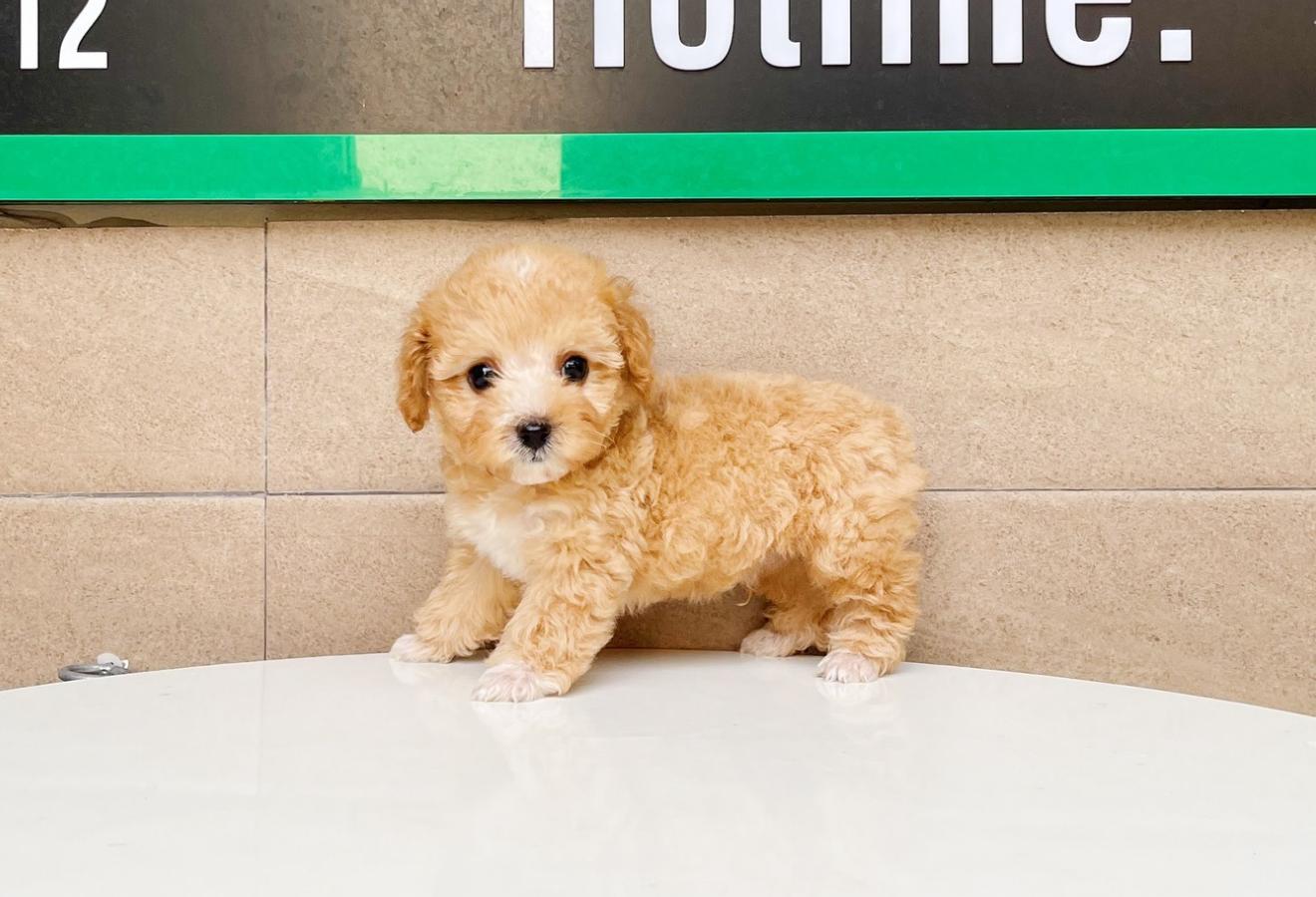 Poodle Tiny - Màu Bò Mơ (MS 01)