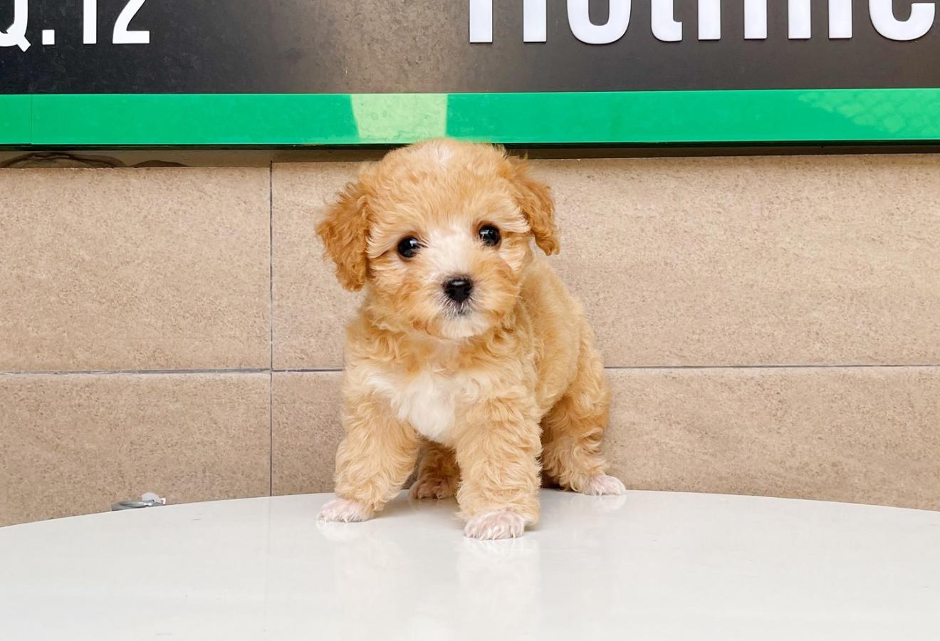 Poodle Tiny - Màu Bò Mơ (MS 01)