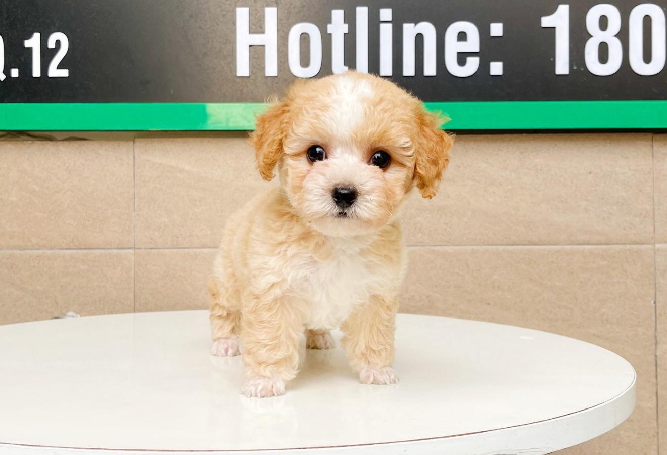 Poodle Tiny - Màu Bò Mơ (MS 01)