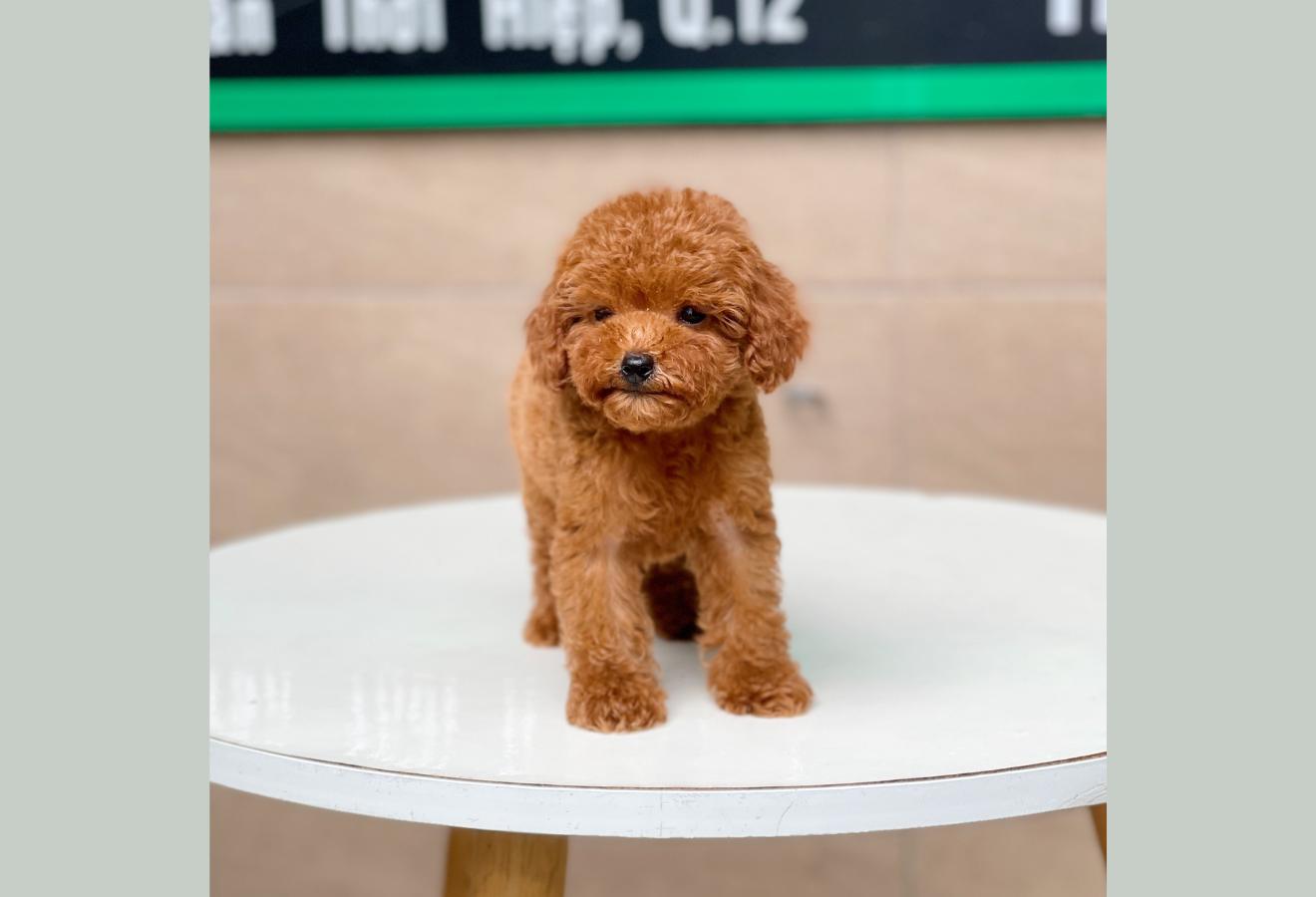 Poodle Tiny - Màu Nâu (MS 04)