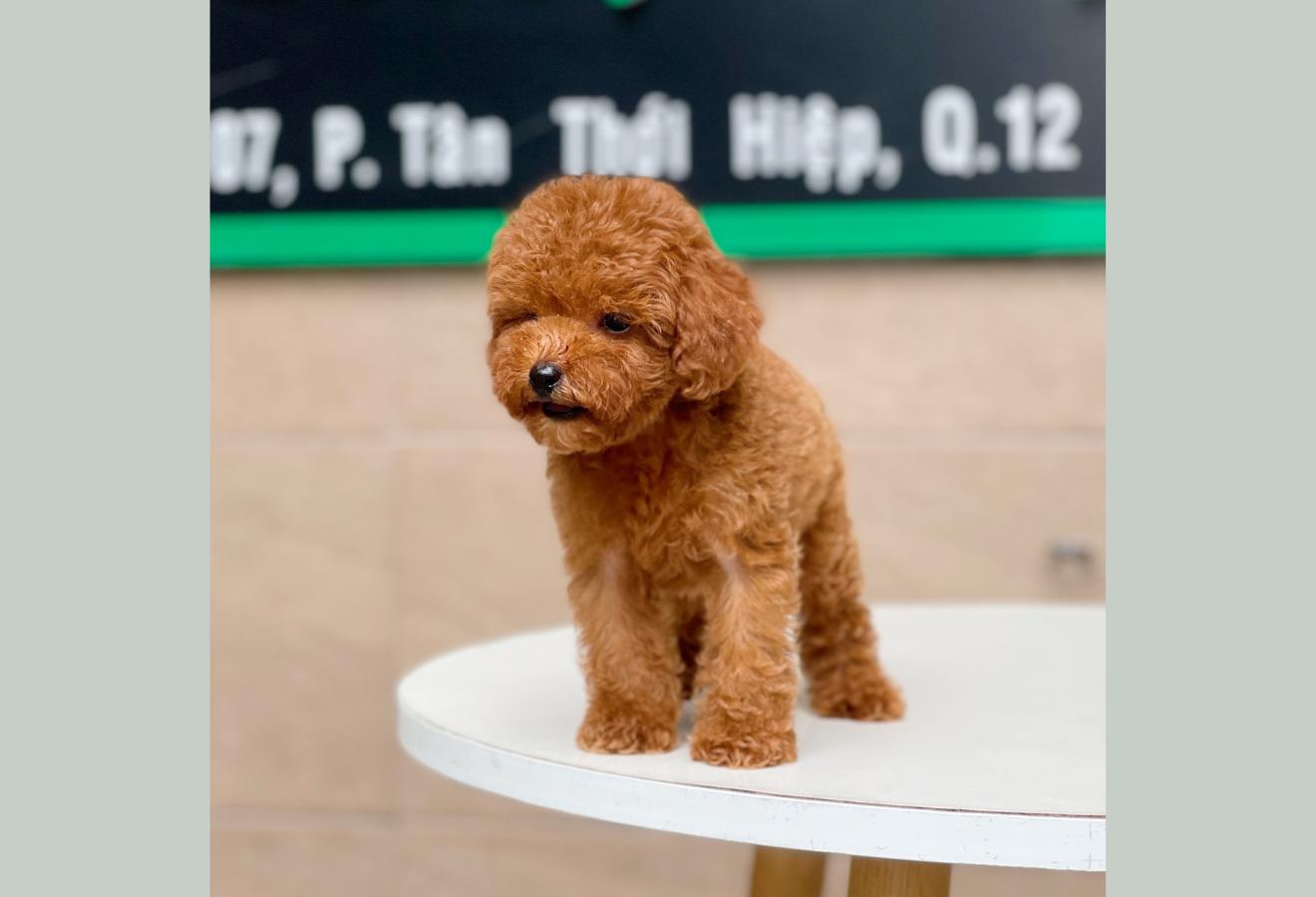 Poodle Tiny - Màu Nâu (MS 04)