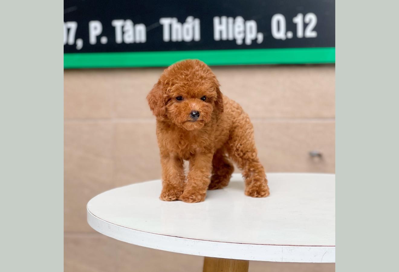 Poodle Tiny - Màu Nâu (MS 04)