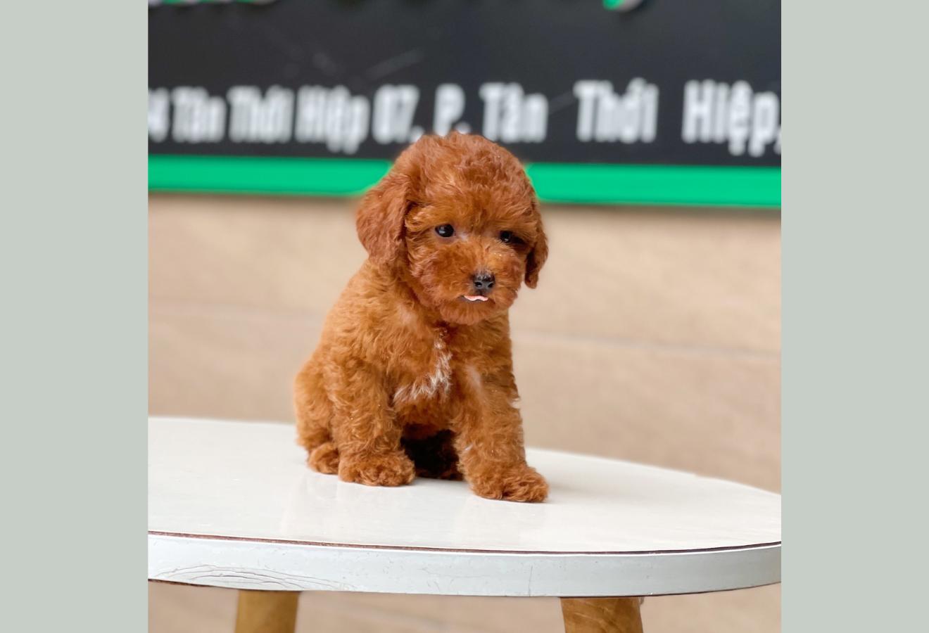 Poodle Tiny - Màu Nâu (MS 05)