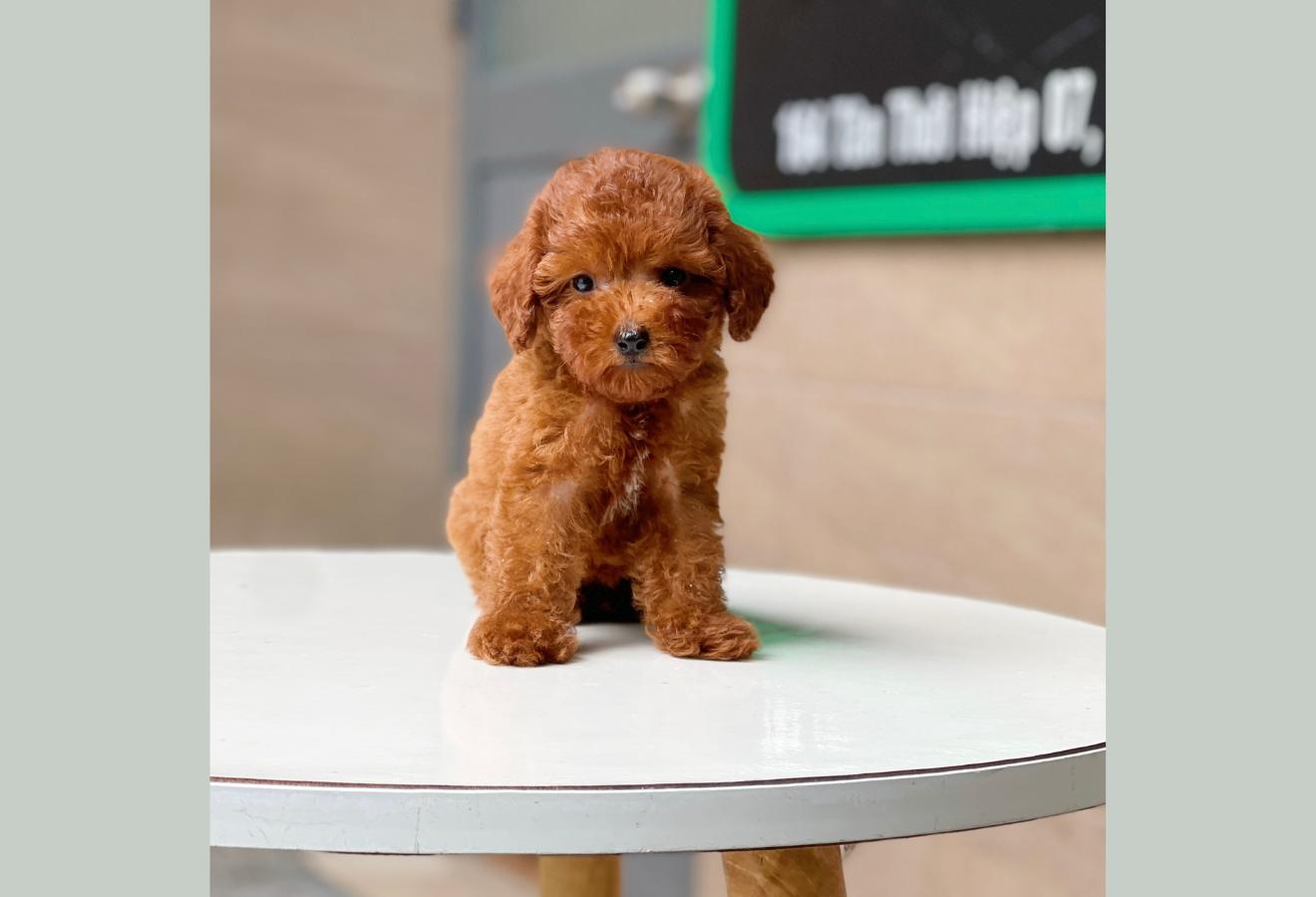 Poodle Tiny - Màu Nâu (MS 05)
