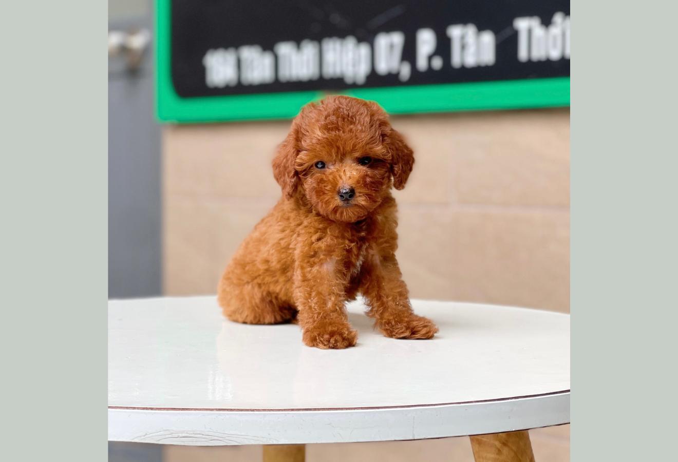 Poodle Tiny - Màu Nâu (MS 05)