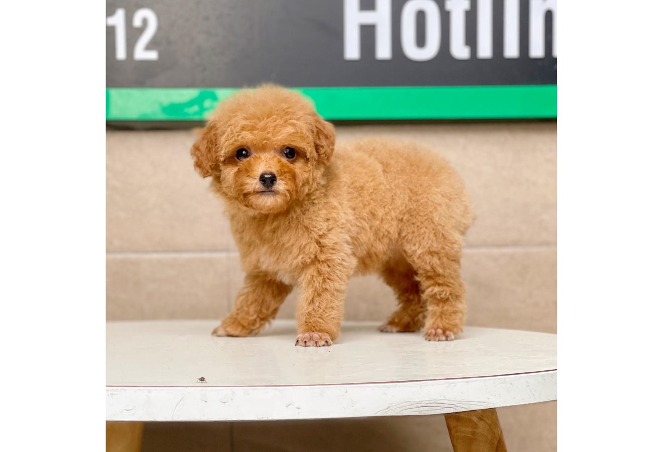 Poodle Tiny - Màu Mơ (MS 02)