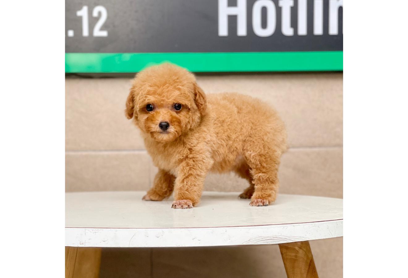 Poodle Tiny - Màu Mơ (MS 02)