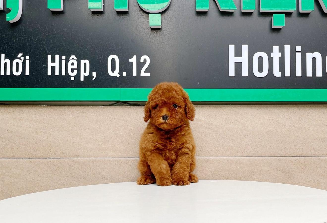 Poodle Tiny - Màu Nâu (MS 01)