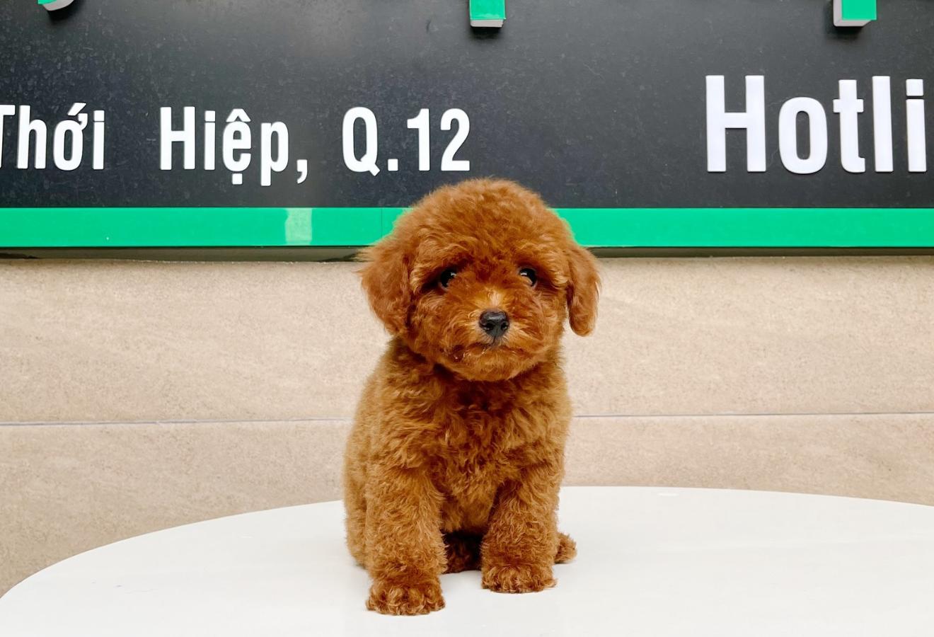 Poodle Tiny - Màu Nâu (MS 01)