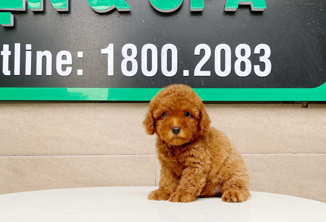 Poodle Tiny - Màu Nâu (MS 01)