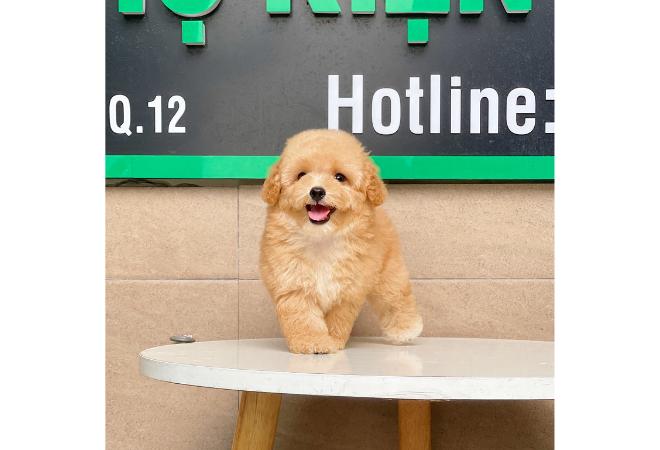 Poodle Toy - Màu Mơ (MS 02)