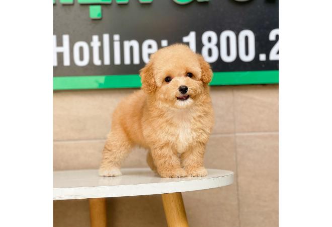 Poodle Toy - Màu Mơ (MS 02)