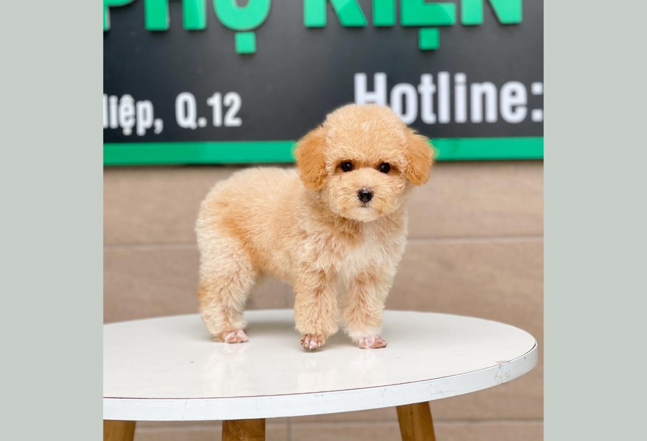 Poodle Toy - Màu Mơ (MS 04)
