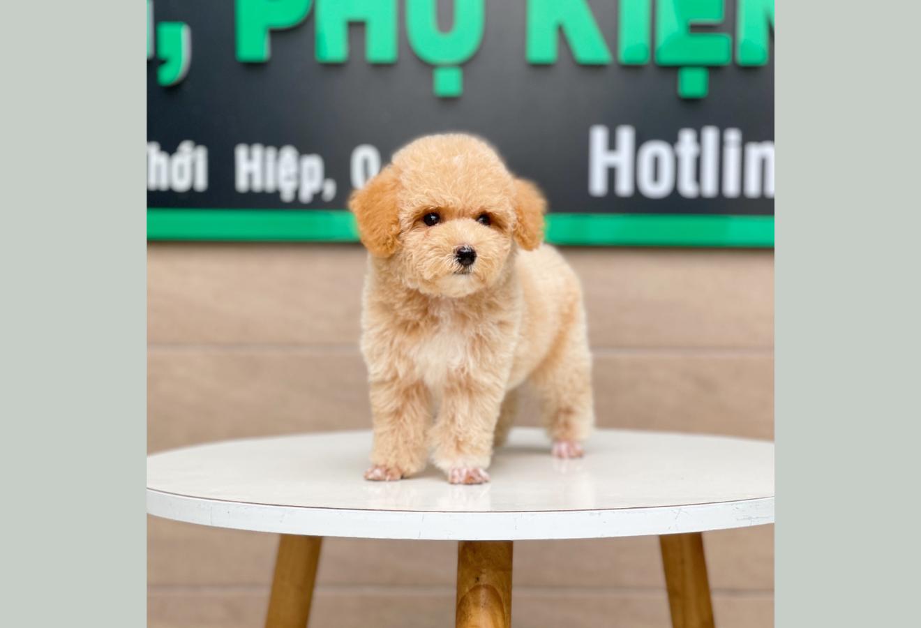 Poodle Toy - Màu Mơ (MS 04)