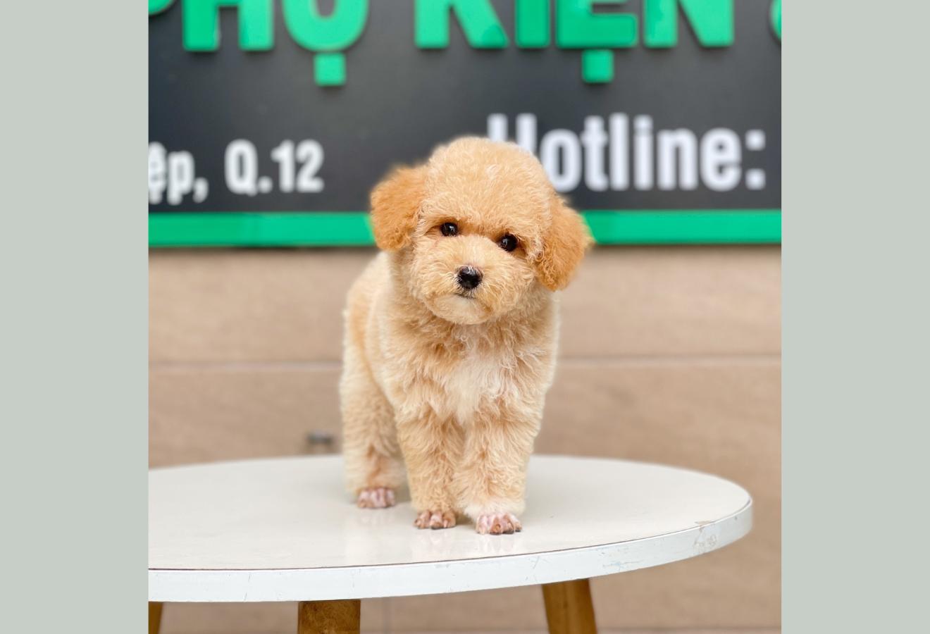 Poodle Toy - Màu Mơ (MS 04)