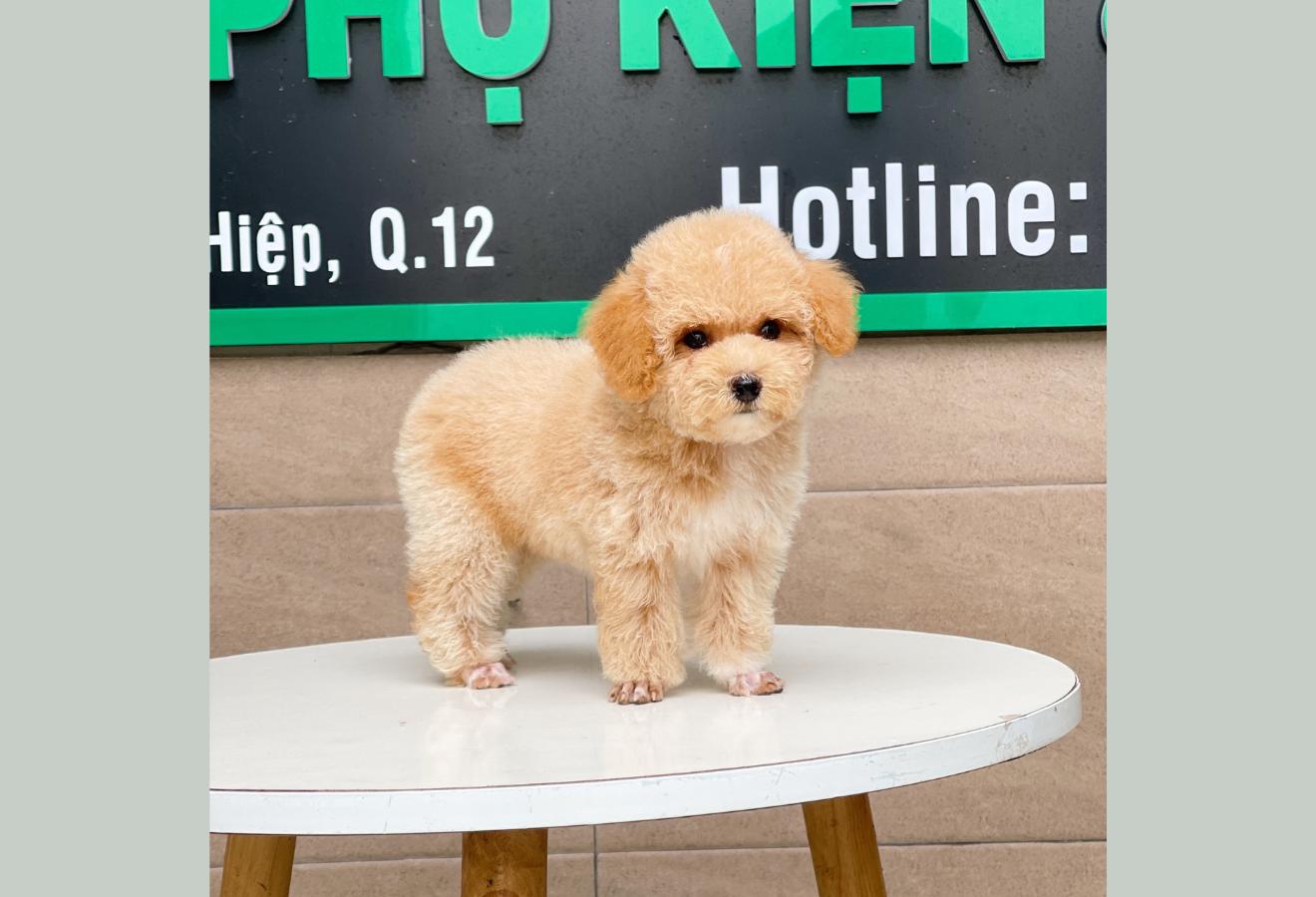 Poodle Toy - Màu Mơ (MS 04)