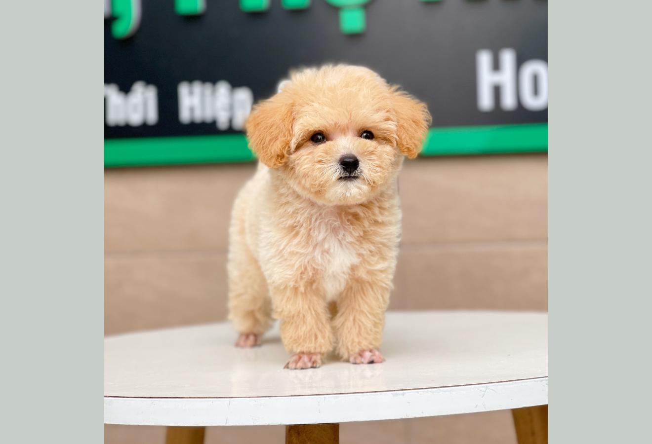 Poodle Toy - Màu Mơ (MS 05)