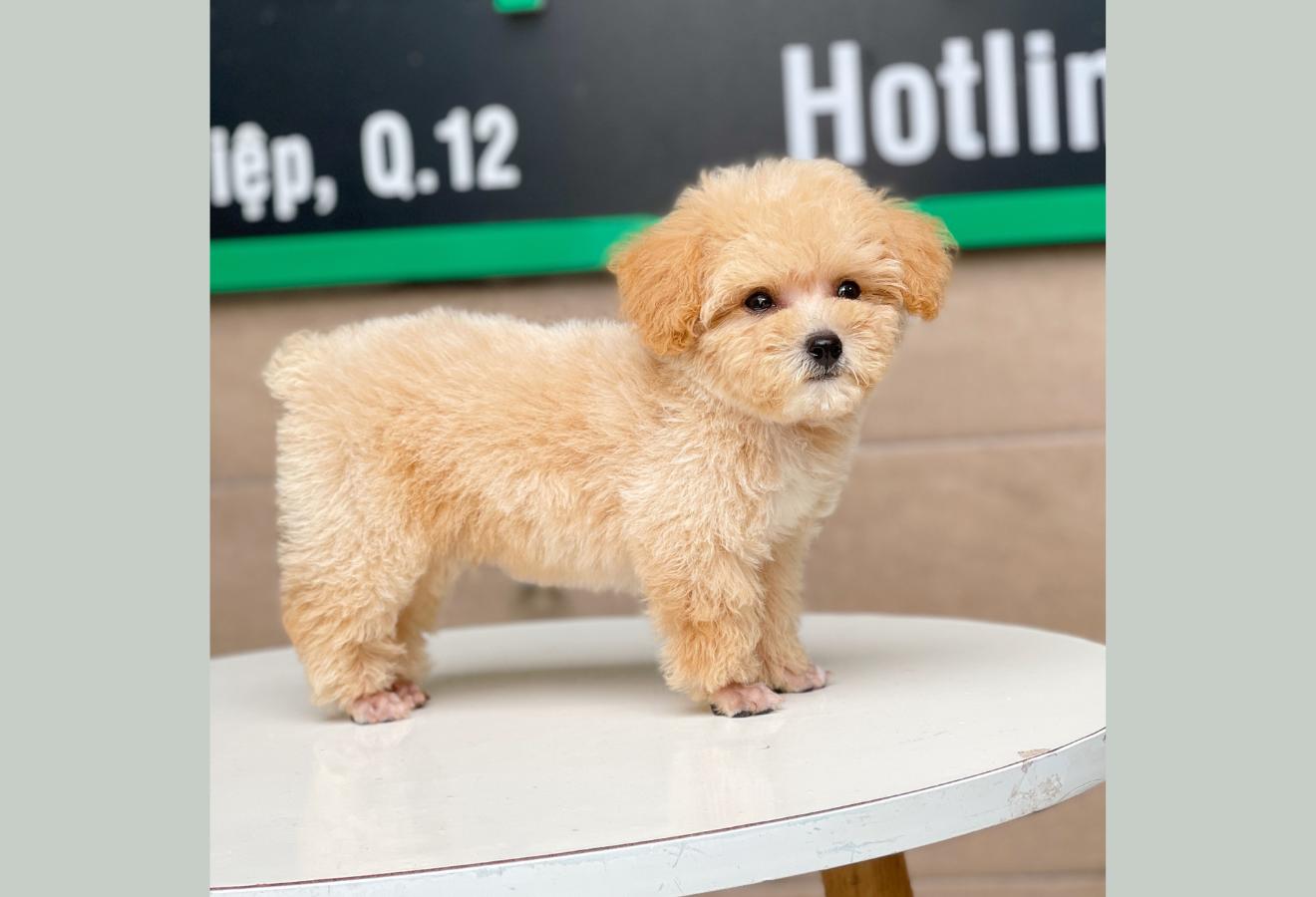 Poodle Toy - Màu Mơ (MS 05)