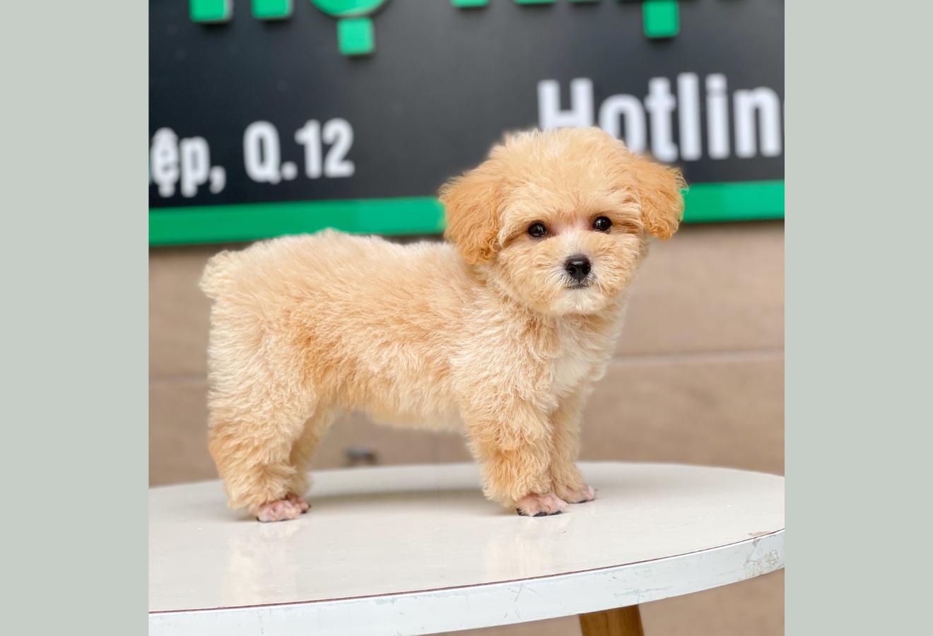 Poodle Toy - Màu Mơ (MS 05)