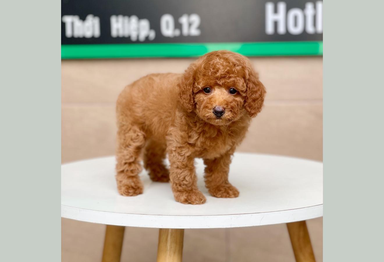 Poodle Toy - Màu Nâu (MS 14)
