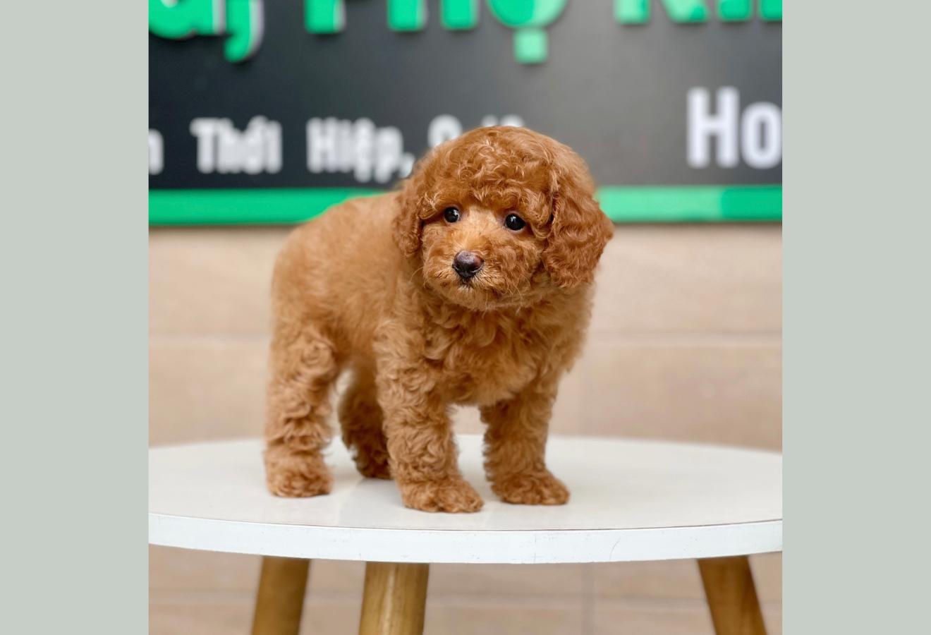 Poodle Toy - Màu Nâu (MS 14)
