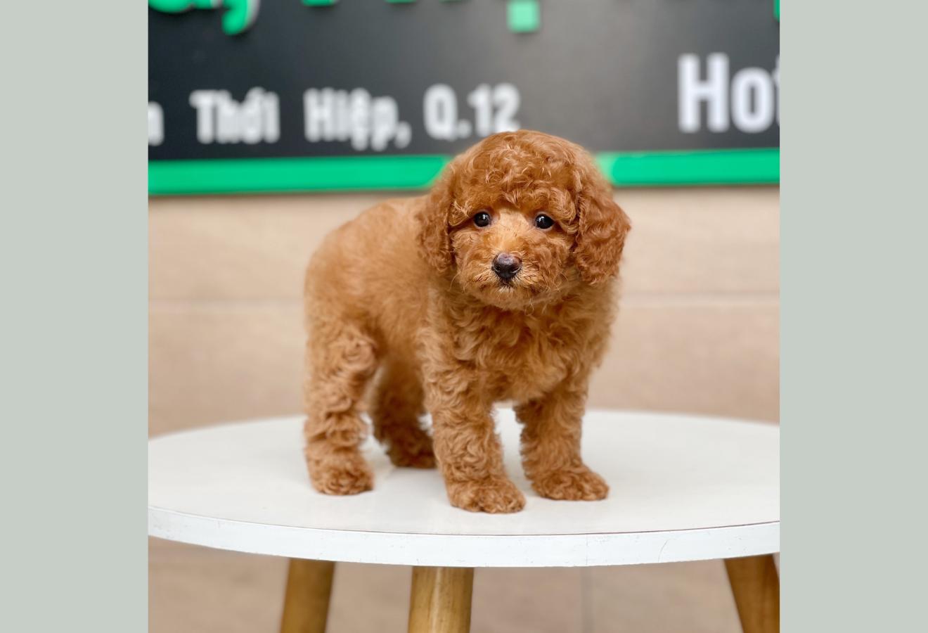 Poodle Toy - Màu Nâu (MS 14)
