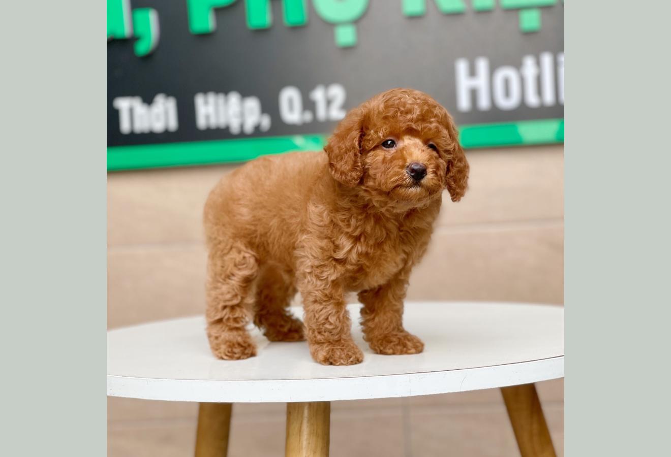 Poodle Toy - Màu Nâu (MS 14)
