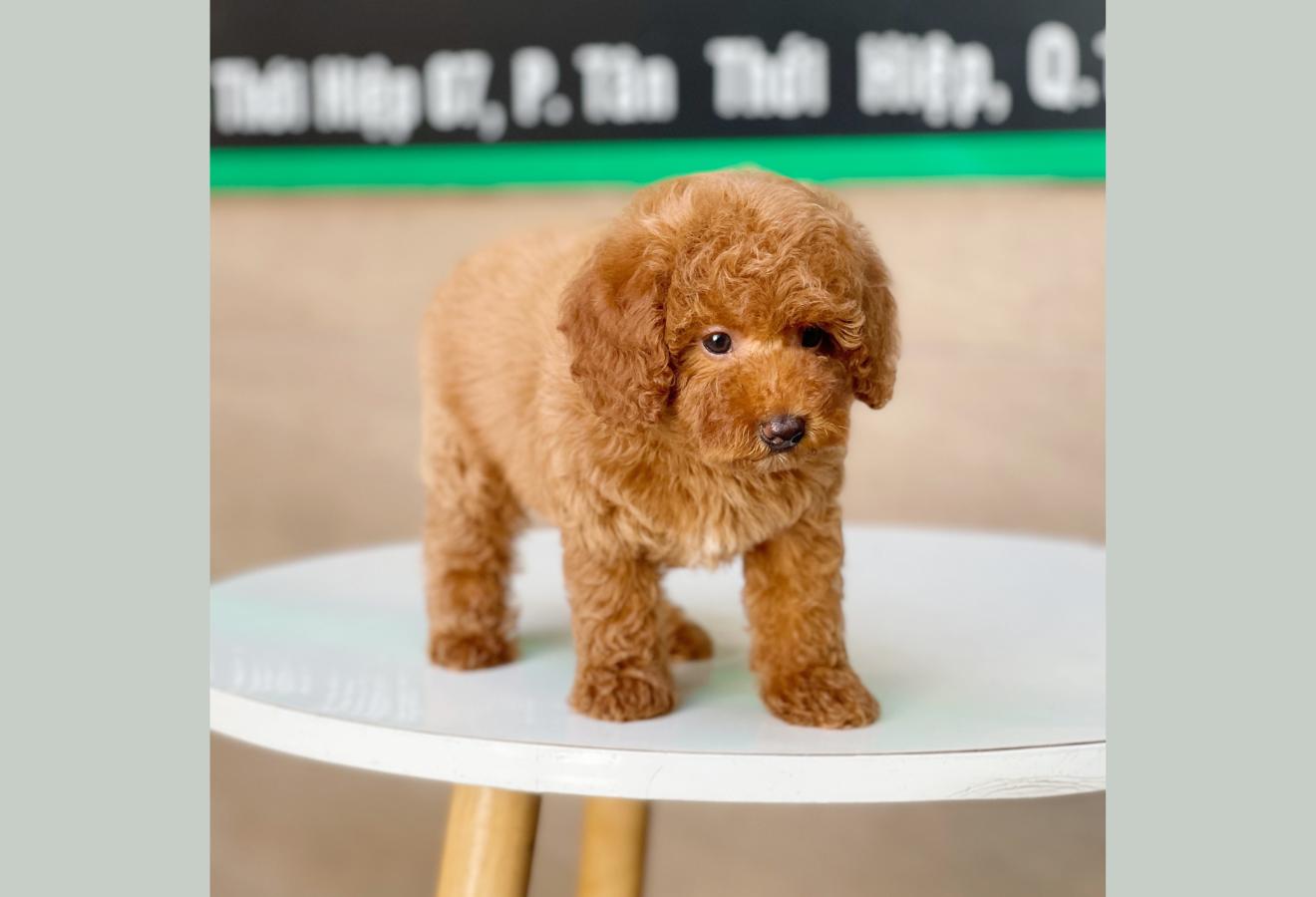 Poodle Toy - Màu Nâu (MS 15)