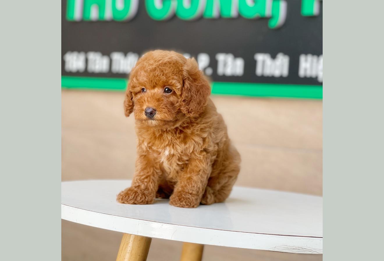 Poodle Toy - Màu Nâu (MS 15)