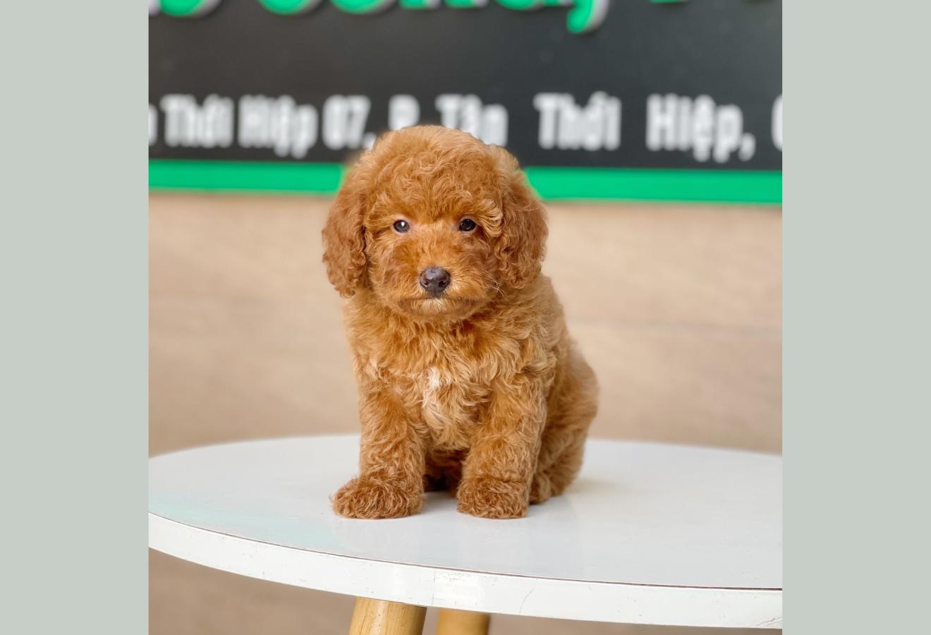 Poodle Toy - Màu Nâu (MS 15)