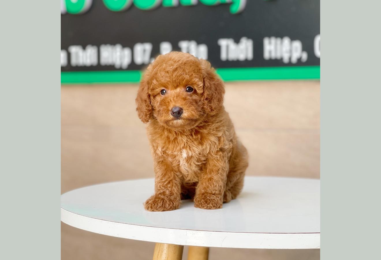 Poodle Toy - Màu Nâu (MS 15)