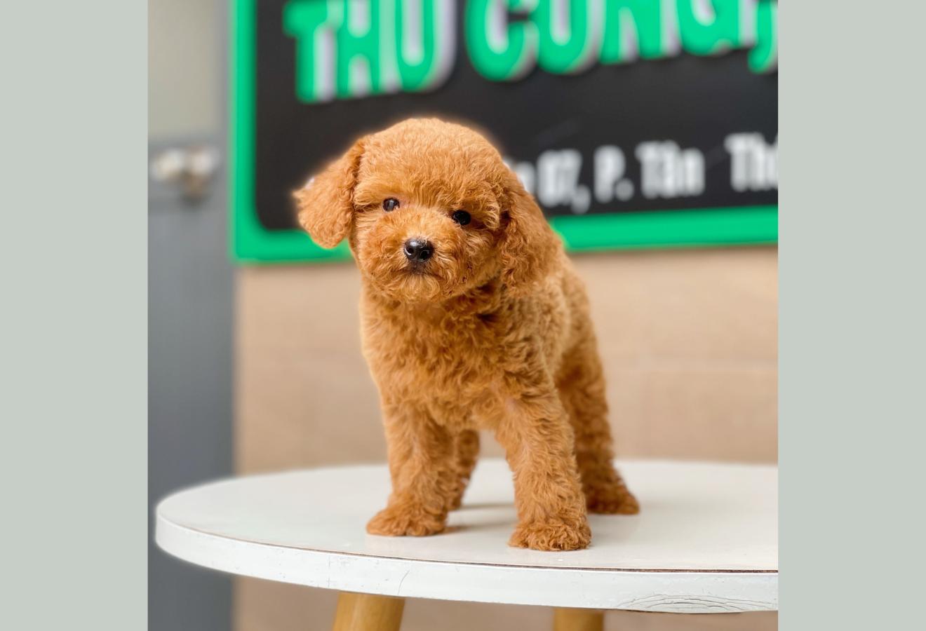 Poodle Toy - Màu Nâu (MS 16)