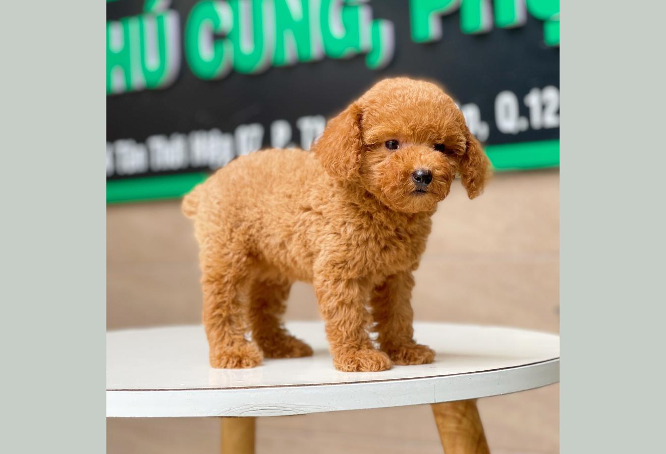 Poodle Toy - Màu Nâu (MS 16)