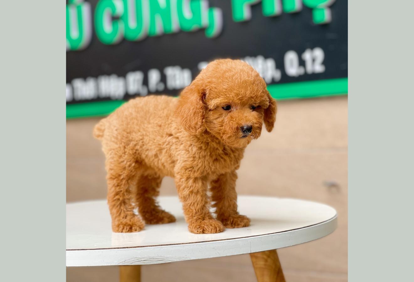 Poodle Toy - Màu Nâu (MS 16)