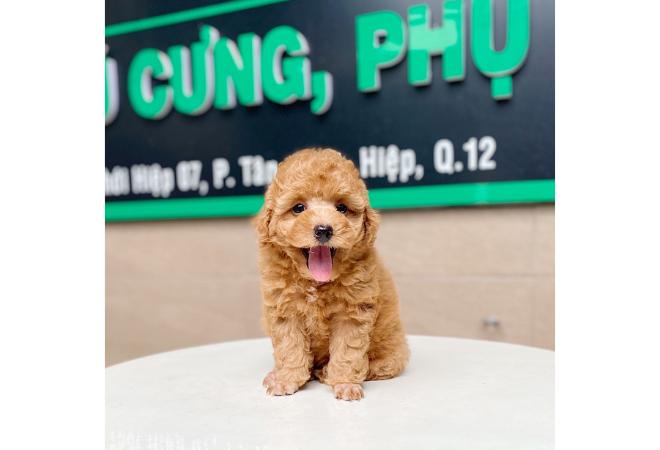 Poodle Toy - Màu Mơ (MS 01)