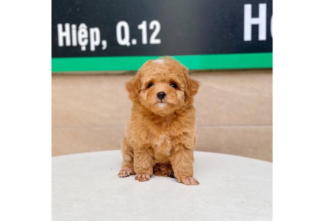 Poodle Toy - Màu Mơ (MS 01)