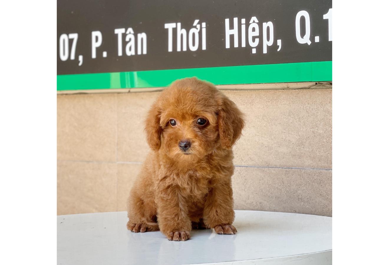 Poodle Toy - Màu Nâu (MS 04)