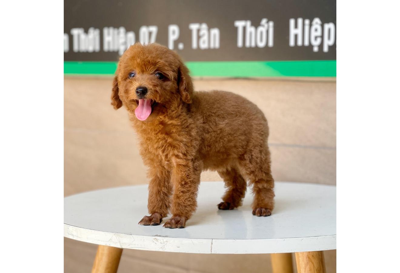 Poodle Toy - Màu Nâu (MS 05)