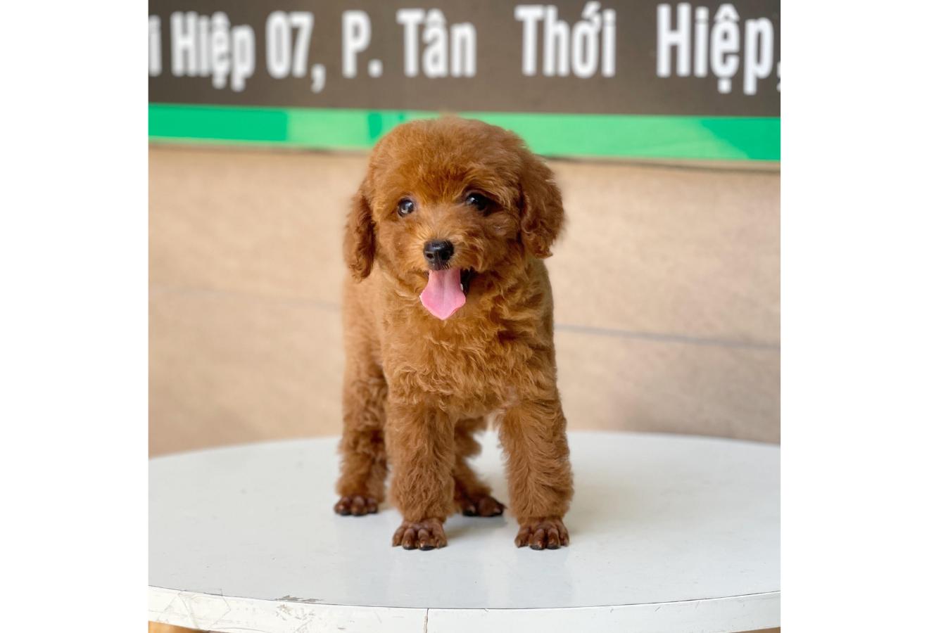 Poodle Toy - Màu Nâu (MS 05)