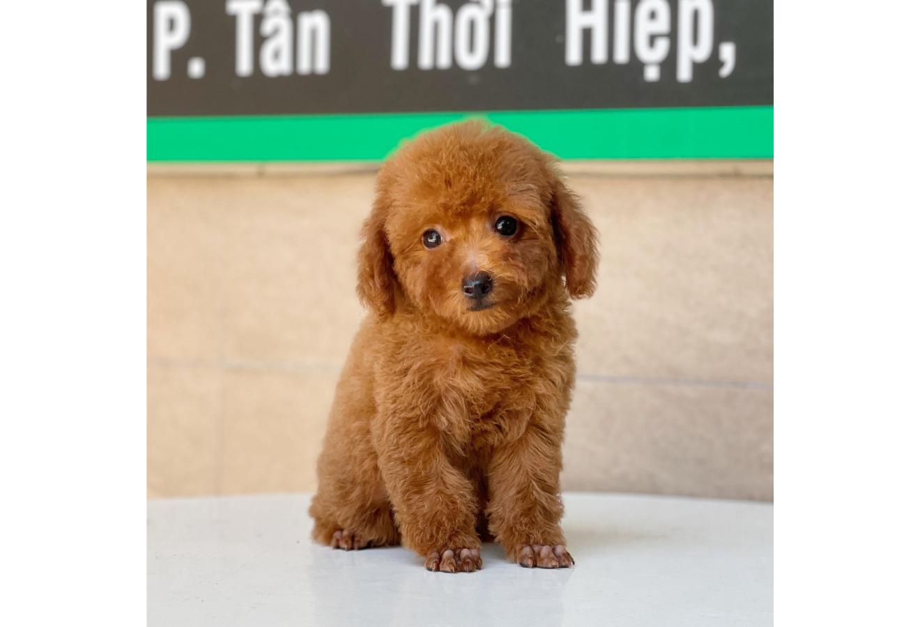 Poodle Toy - Màu Nâu (MS 06)