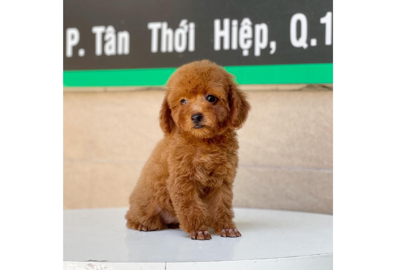 Poodle Toy - Màu Nâu (MS 06)